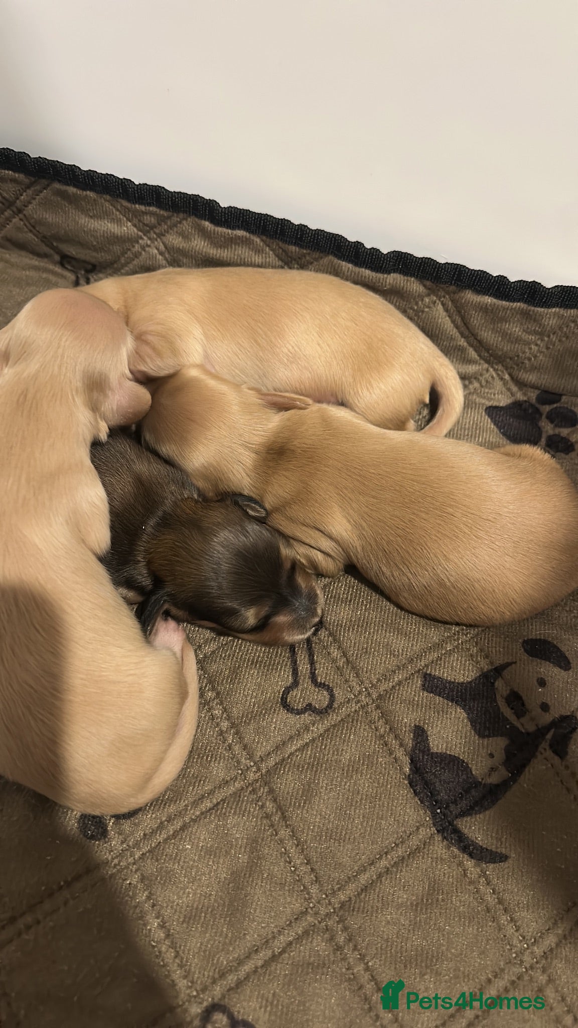 Miniature Dachshund dogs Stunning long haired miniature dachshund  - Advert 2