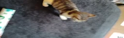 Mixed Breed cats for sale: 2boys & 2girls - Advert 11