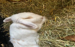 English rabbits for sale: White and Ginger female rabbit - Image 4