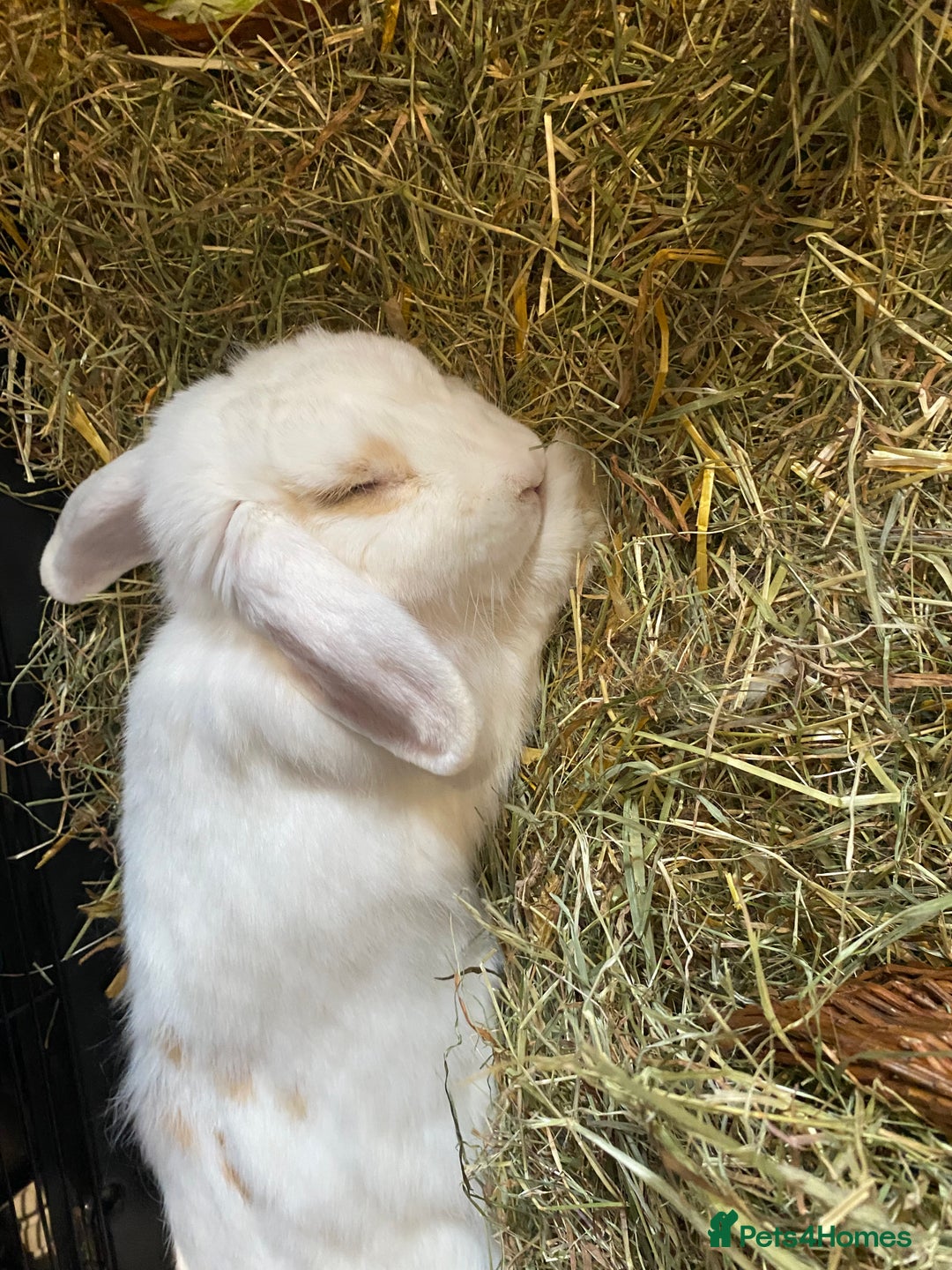 English rabbits for sale: White and Ginger female rabbit - Image 4