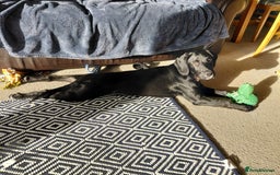 Springador dogs for sale: 5 MONTH OLD BOY REHOME BLACK SPRINGADOR - Advert 5