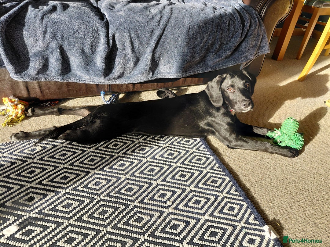 Springador dogs for sale: 5 MONTH OLD BOY REHOME BLACK SPRINGADOR - Advert 5