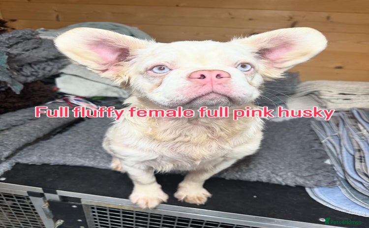 French Bulldog dogs French bulldog female full fluffy full pink - Advert 13