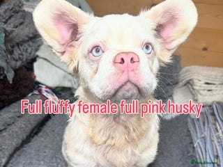 French Bulldog dogs French bulldog female full fluffy full pink - Advert 20