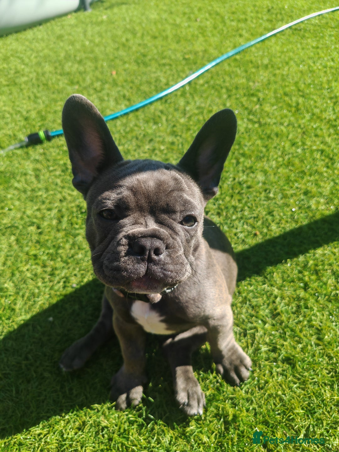 French Bulldog dogs for sale: Beautiful female blue French bulldog  in Wareham - Image 10