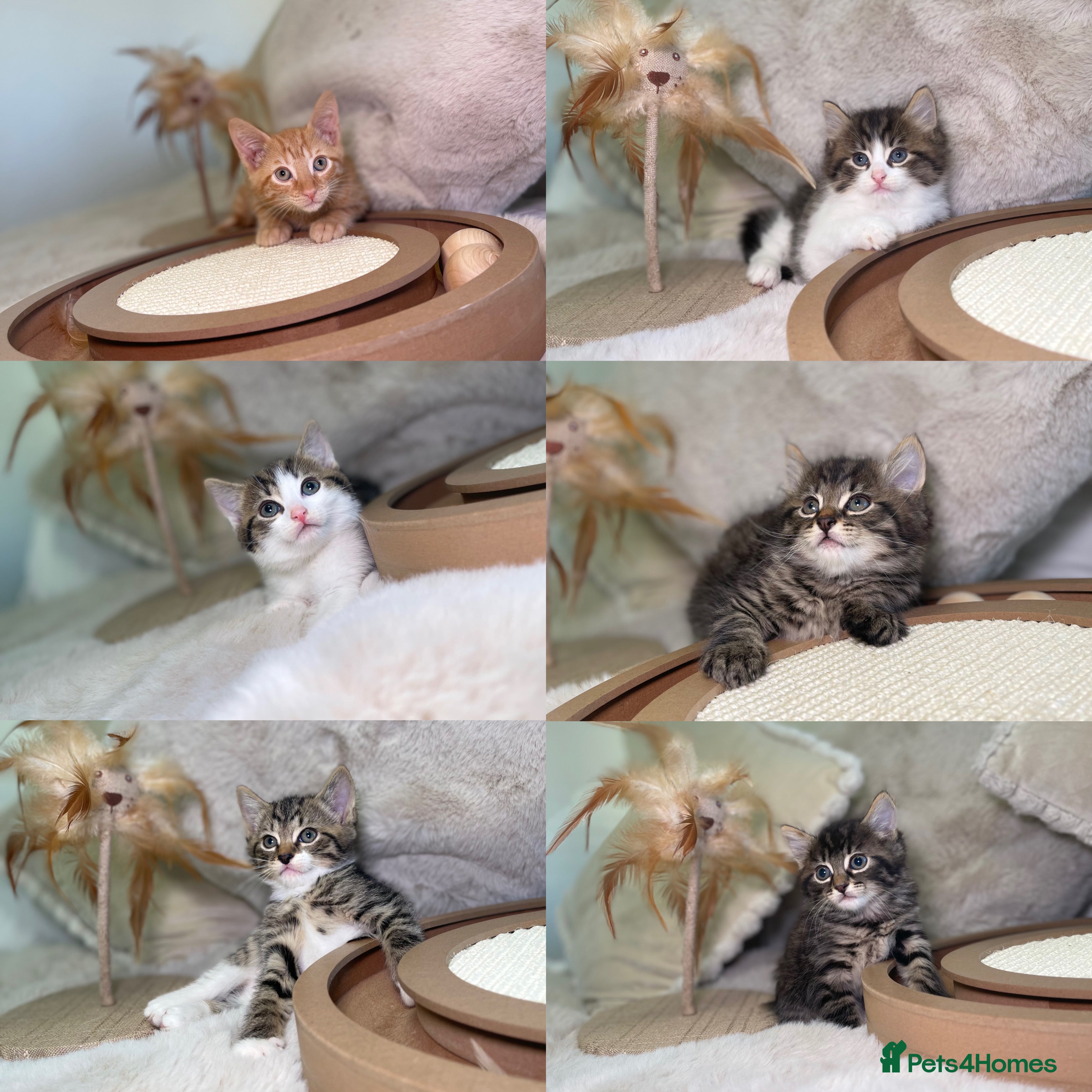 Mixed Breed cats Stunning kittens 8 weeks old ready now  - Advert 3