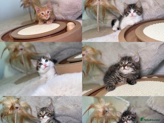 Mixed Breed cats Stunning kittens 8 weeks old ready now - Advert 3
