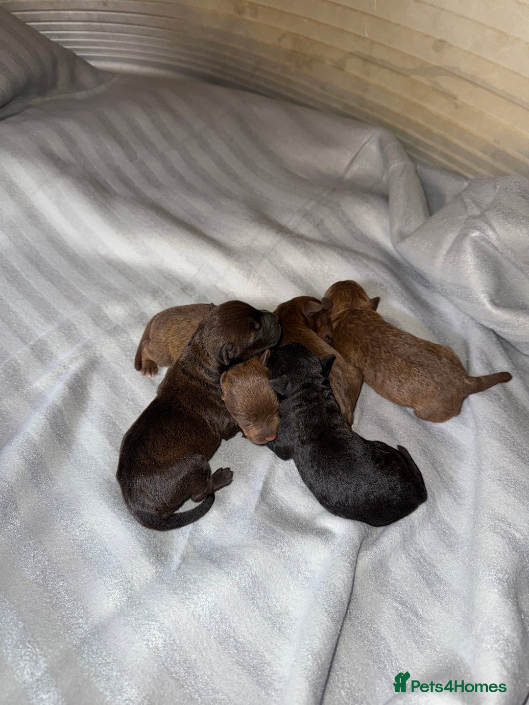 Patterdale Terrier dogs for sale: Male patterdale pups   - Image 3