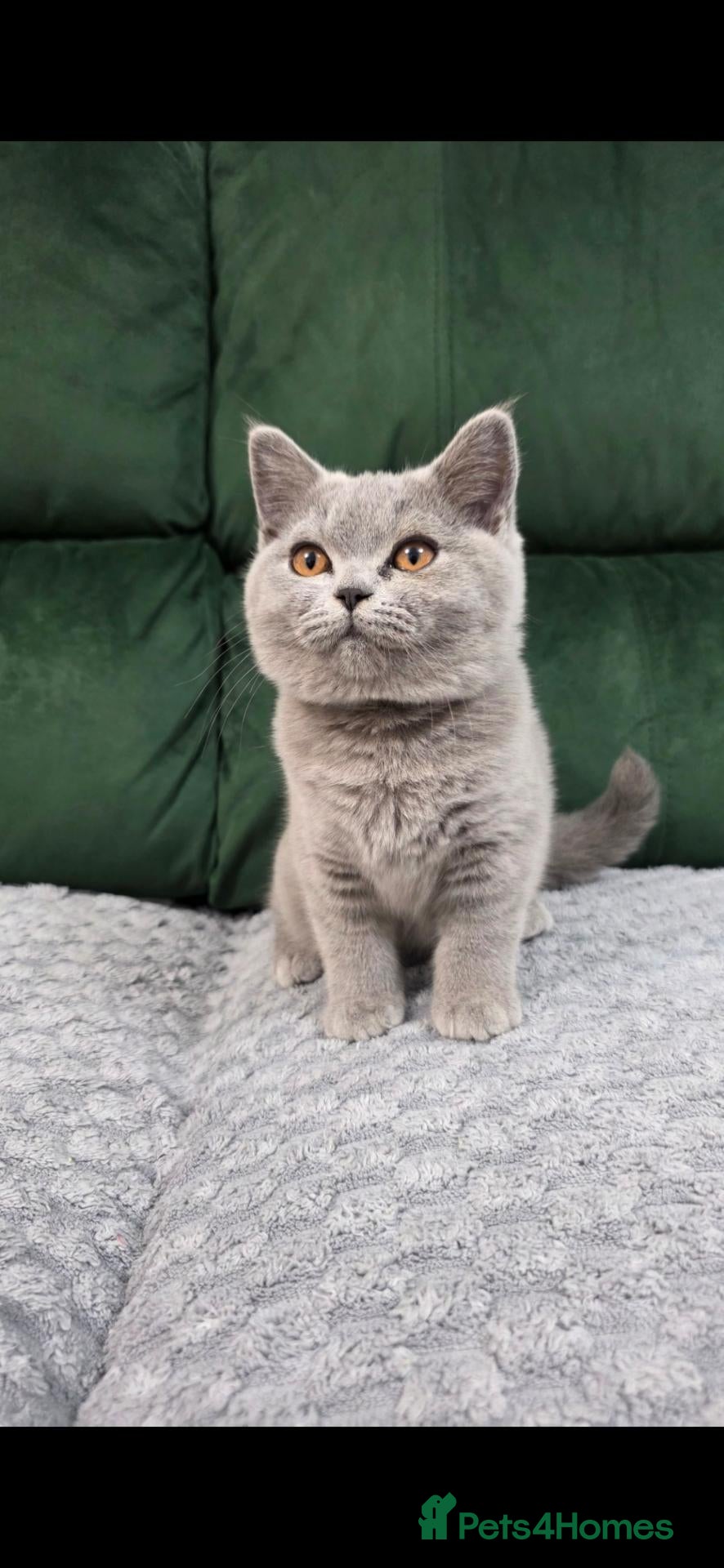 British Shorthair cats  GCCF British Shorthair Championship line - Advert 5