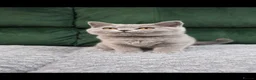 British Shorthair cats for sale:  GCCF British Shorthair Championship line - Advert 1