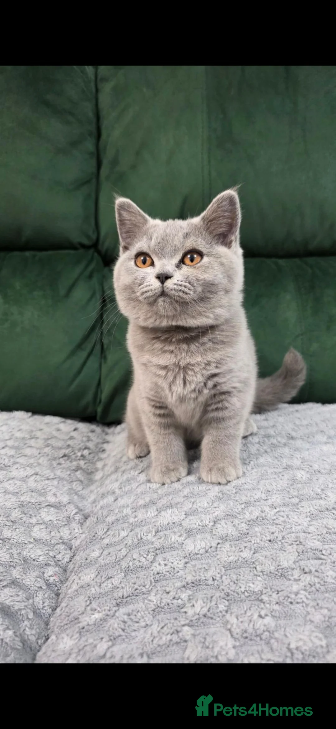 British Shorthair cats for sale:  GCCF British Shorthair Championship line - Advert 1