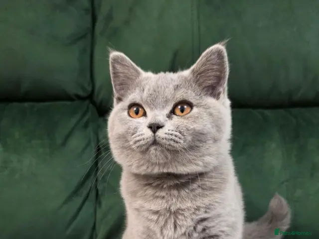 British Shorthair cats GCCF British Shorthair Championship line - Advert 21