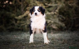 Miniature American Shepherd dogs for sale: Miniature American Shepherd - Image 7