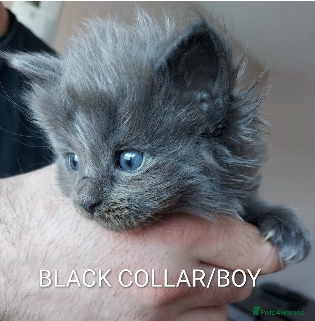 Maine Coon cats for sale: GREAT QUALITY MAINE COON KITTENS/DNA/GCCF  - Advert 6