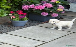 Goldendoodle dogs for sale: F1B GOLDENDOODLE PUPPIES 2 BOYS AVAILABLE  in Farnham - Image 32