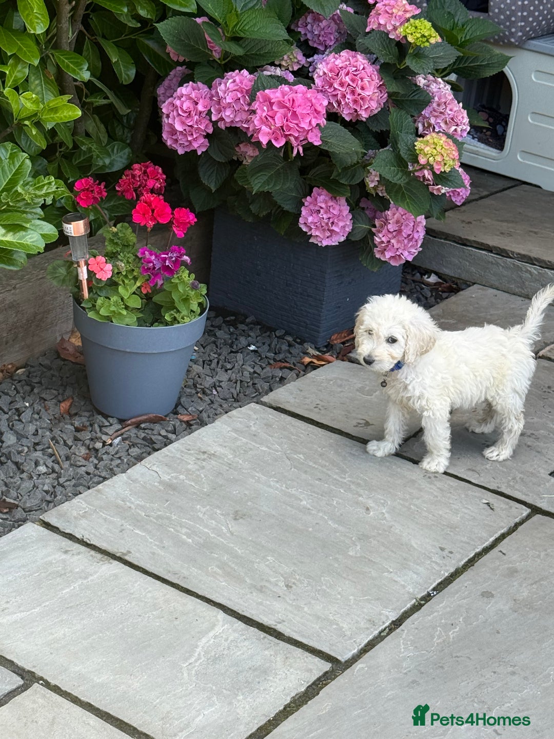 Goldendoodle dogs for sale: F1B GOLDENDOODLE PUPPIES 2 BOYS AVAILABLE  in Farnham - Image 32