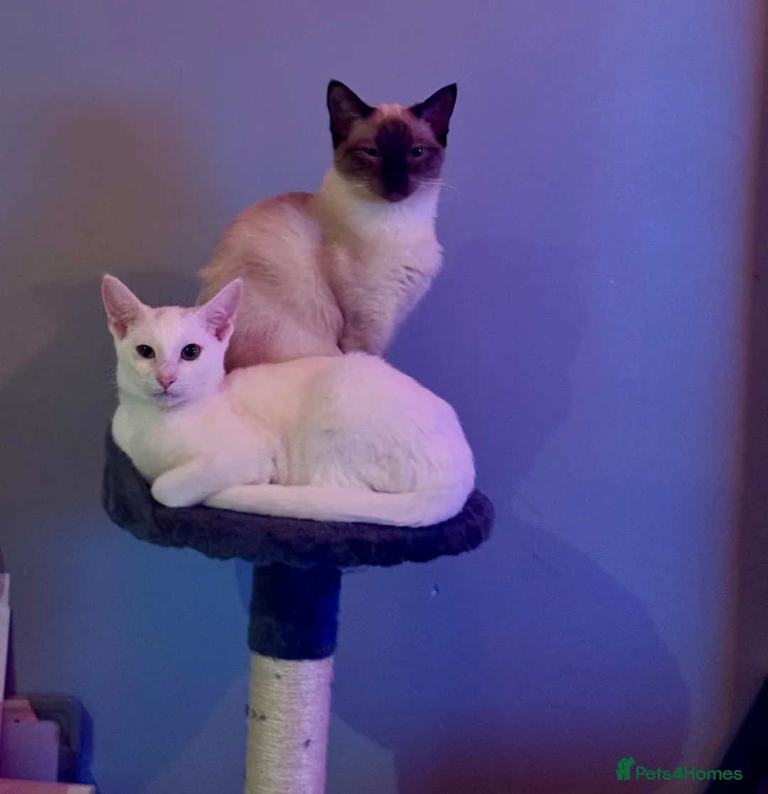 Siamese cats for sale: Affectionate Siamese Type Kittens Indoor Raised - Advert 5