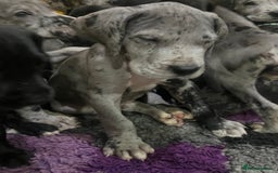 Great Dane dogs for sale: READY NOW PURE BRED GREAT DANE PUPPIES FOR SALE - Image 32