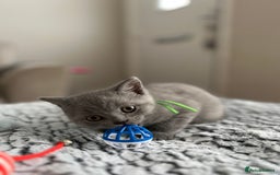 British Shorthair cats for sale: Beautiful British Shorthair Kittens - Image 12