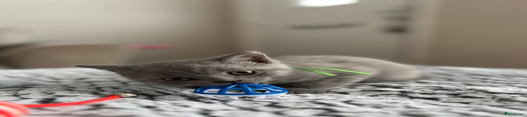 British Shorthair Kitten Green Collar