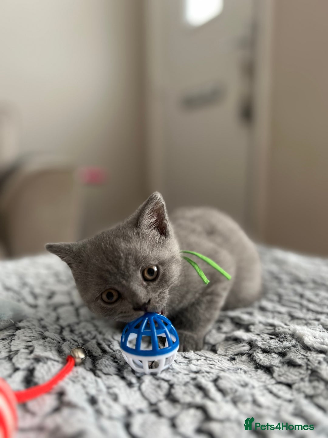 British Shorthair cats for sale: Beautiful British Shorthair Kittens - Image 12