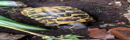 Tortoise reptiles for sale: Hermanns Tortoise - Testudo Hermanni - Advert 3