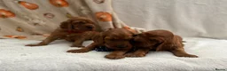 Irish Setter dogs for sale: Irish Setter Puppy - Advert 10