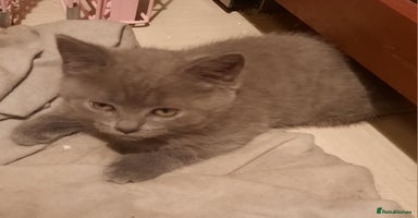 British Shorthair cats Hurry only one boy left Little british shorthair  - Advert 6