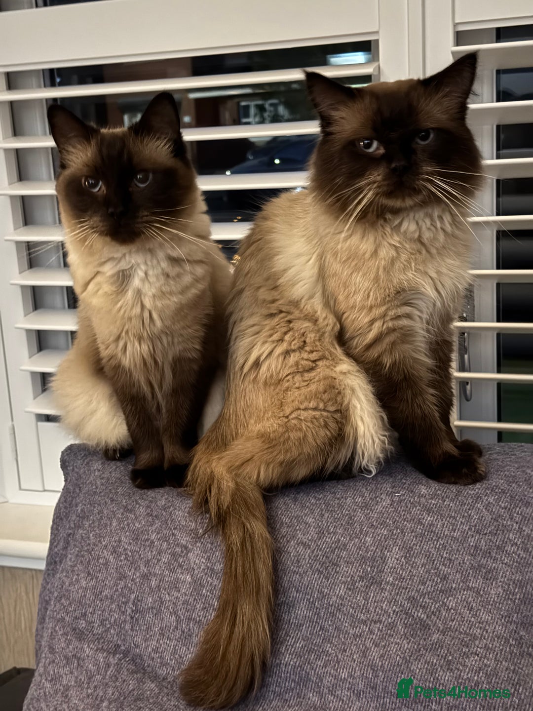 Ragdoll cats for sale: Seal point ragdoll kittens 3 boys and 2 girls  - Image 19