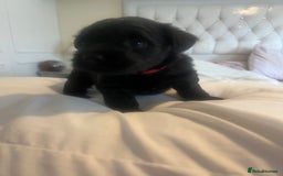 Miniature Schnauzer dogs for sale: 🐾🤎🐶Cavaschnauzer-Pups🐶🤎🐾 - Image 22