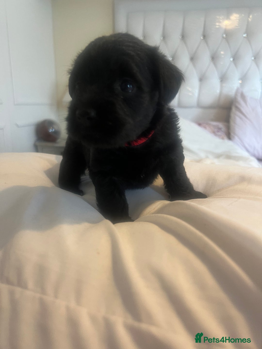 Miniature Schnauzer dogs for sale: 🐾🤎🐶Cavaschnauzer-Pups🐶🤎🐾 - Image 22