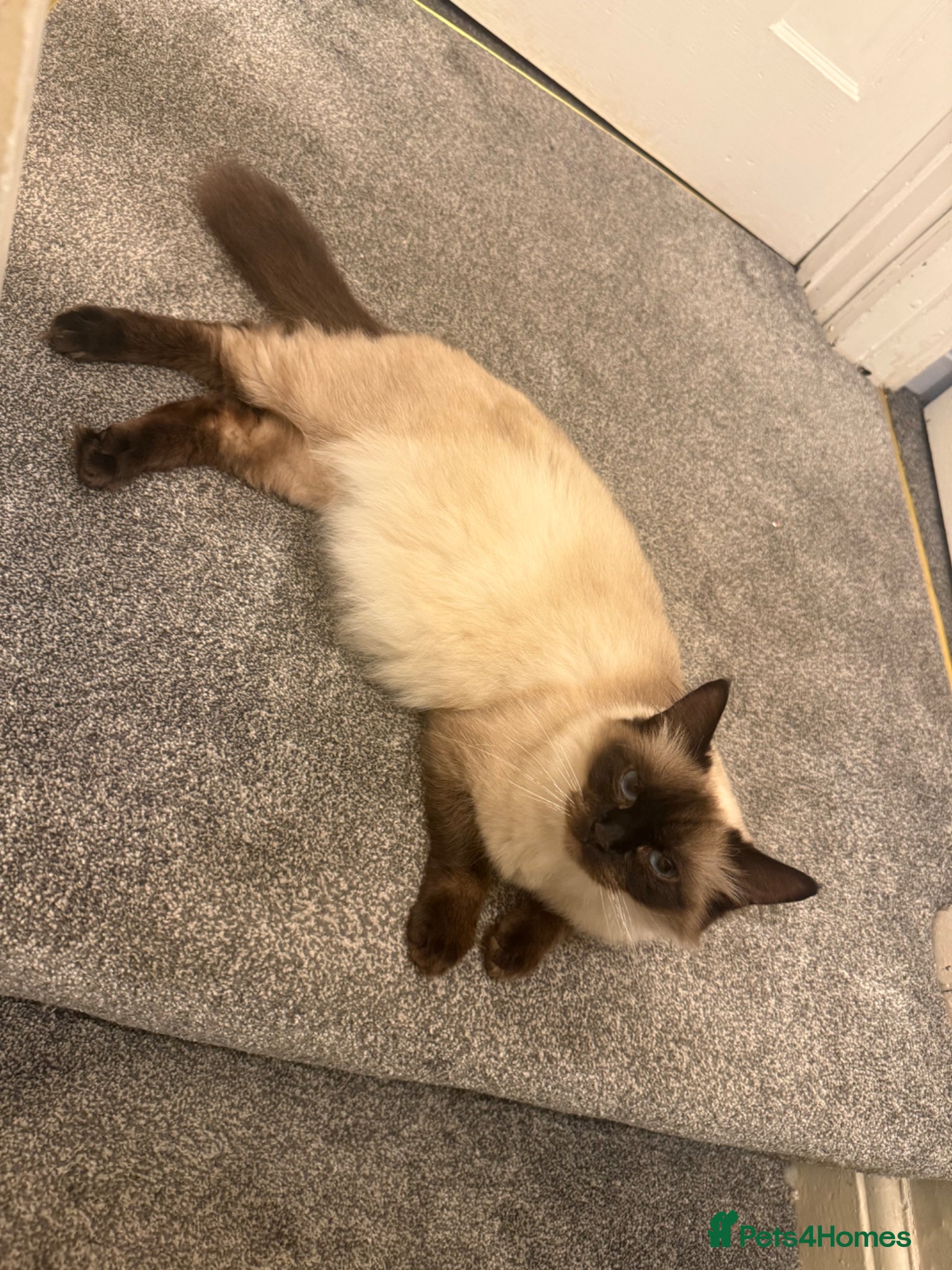 Ragdoll cats 🐾 Beautiful Ragdoll Kittens Available🐾 - Advert 11