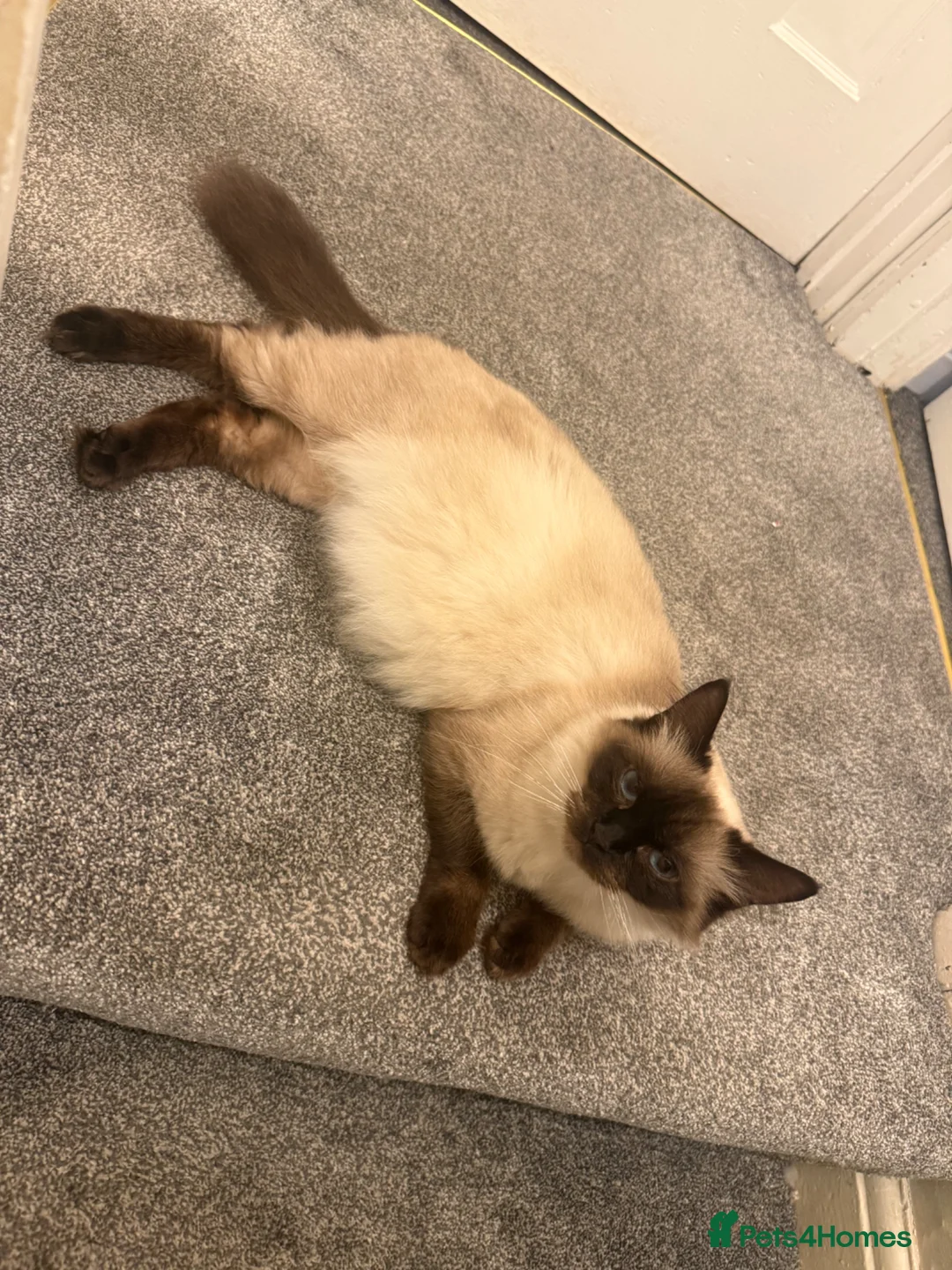 Ragdoll cats for sale: 🐾 Beautiful Ragdoll Kittens Available🐾 - Advert 1