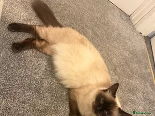 Ragdoll cats ๐พ Beautiful Ragdoll Kittens Available๐พ - Advert 1