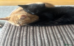Mixed Breed cats for sale: X3 very playful kittens for forever homes  - Image 4