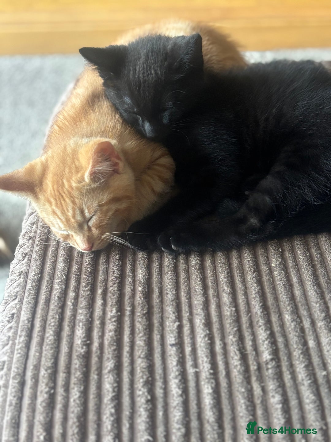 Mixed Breed cats for sale: X3 very playful kittens for forever homes  - Image 4