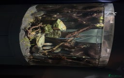 Piranhas fish for sale: 6 piranhas  - Image 10