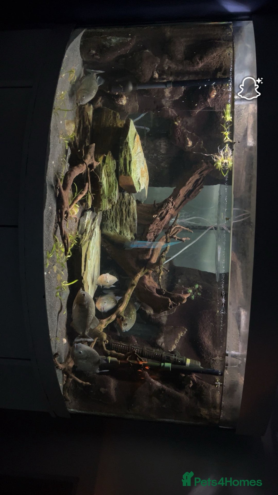 Piranhas fish for sale: 6 piranhas  - Image 10
