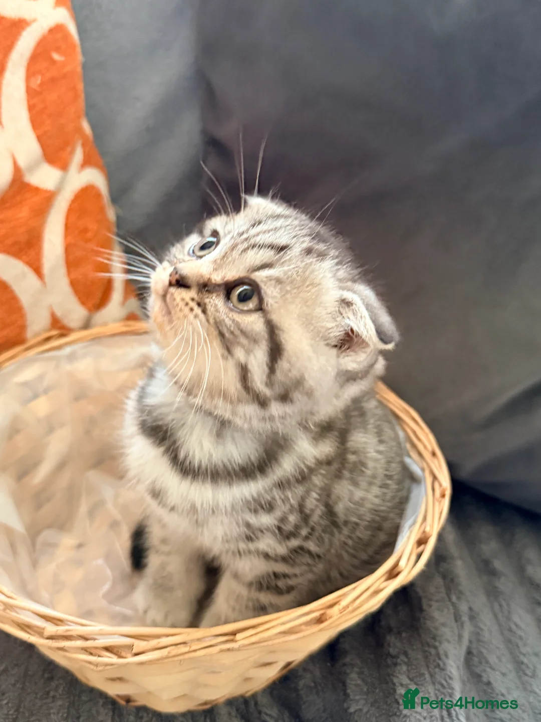 British Shorthair cats for sale: British Shorthair x Scottish fold babies  - Advert 2