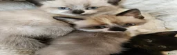 Mixed Breed cats for sale: 2 beautiful kittens  - Advert 10