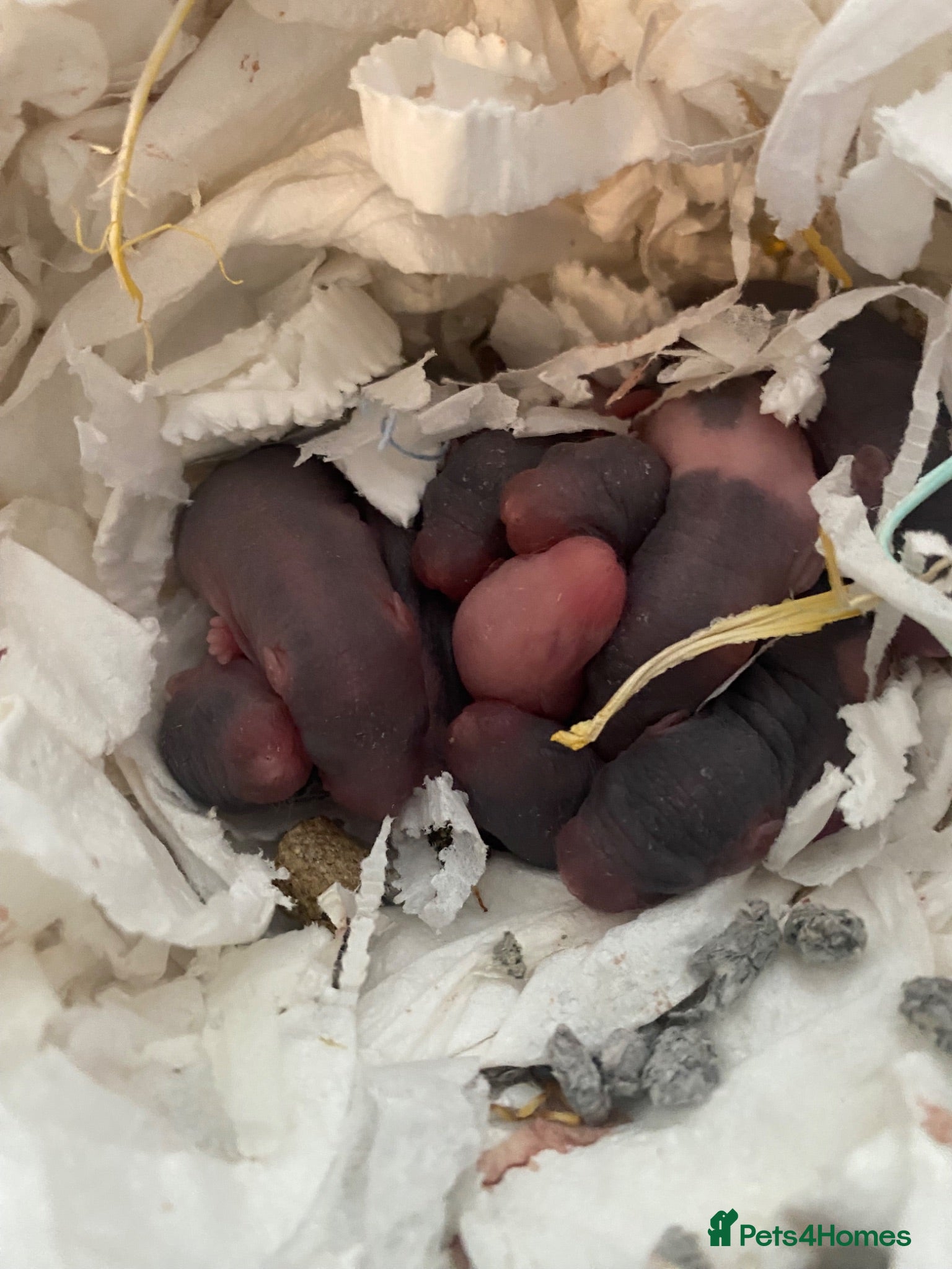 Rat rodents Baby dumbo rats born today ready in 8 weeks  - Advert 13