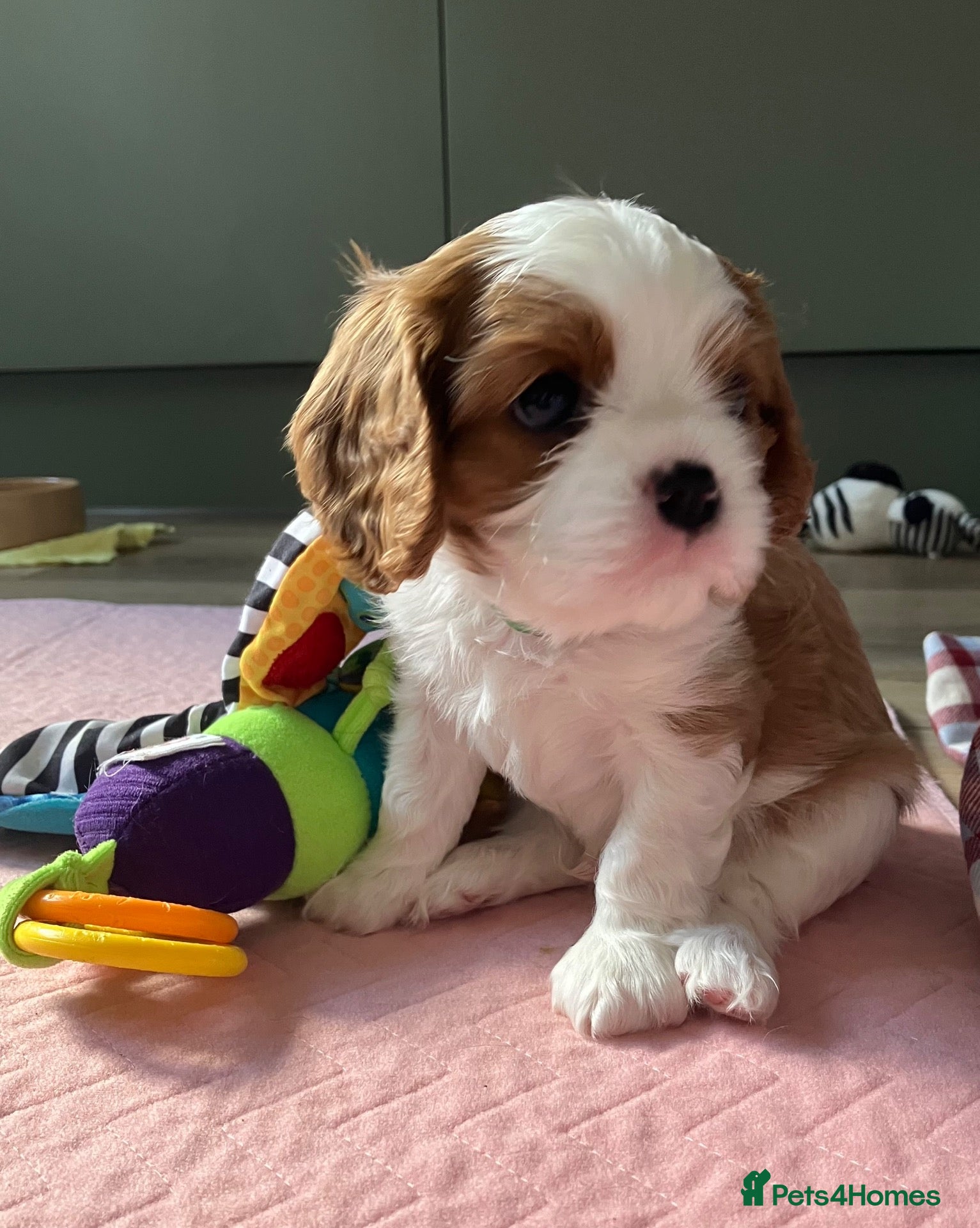 Cavalier King Charles Spaniel dogs KC Registered Puppies from Health Tested Parents  - Advert 1