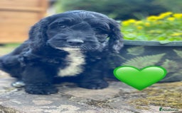 Sproodle dogs for sale: Stunning F1 Sproodle puppies  - Image 16