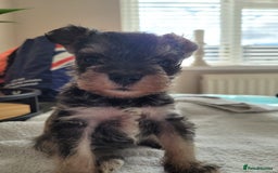 Miniature Schnauzer dogs for sale: Ready now last beautiful girl - Image 2