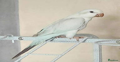 Parrots birds - Advert 1