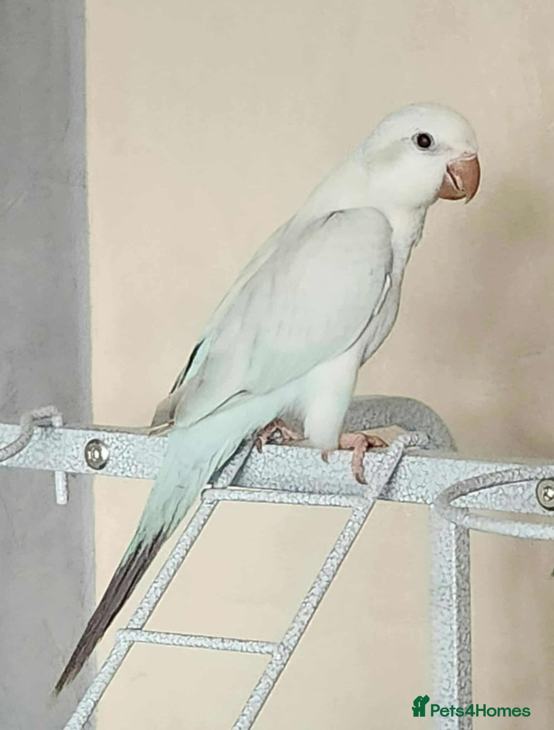 Parrots birds for sale: Pair dna sexed quaker parrots - Image 2