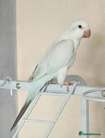 Parrots birds Pair dna sexed quaker parrots - Advert 4