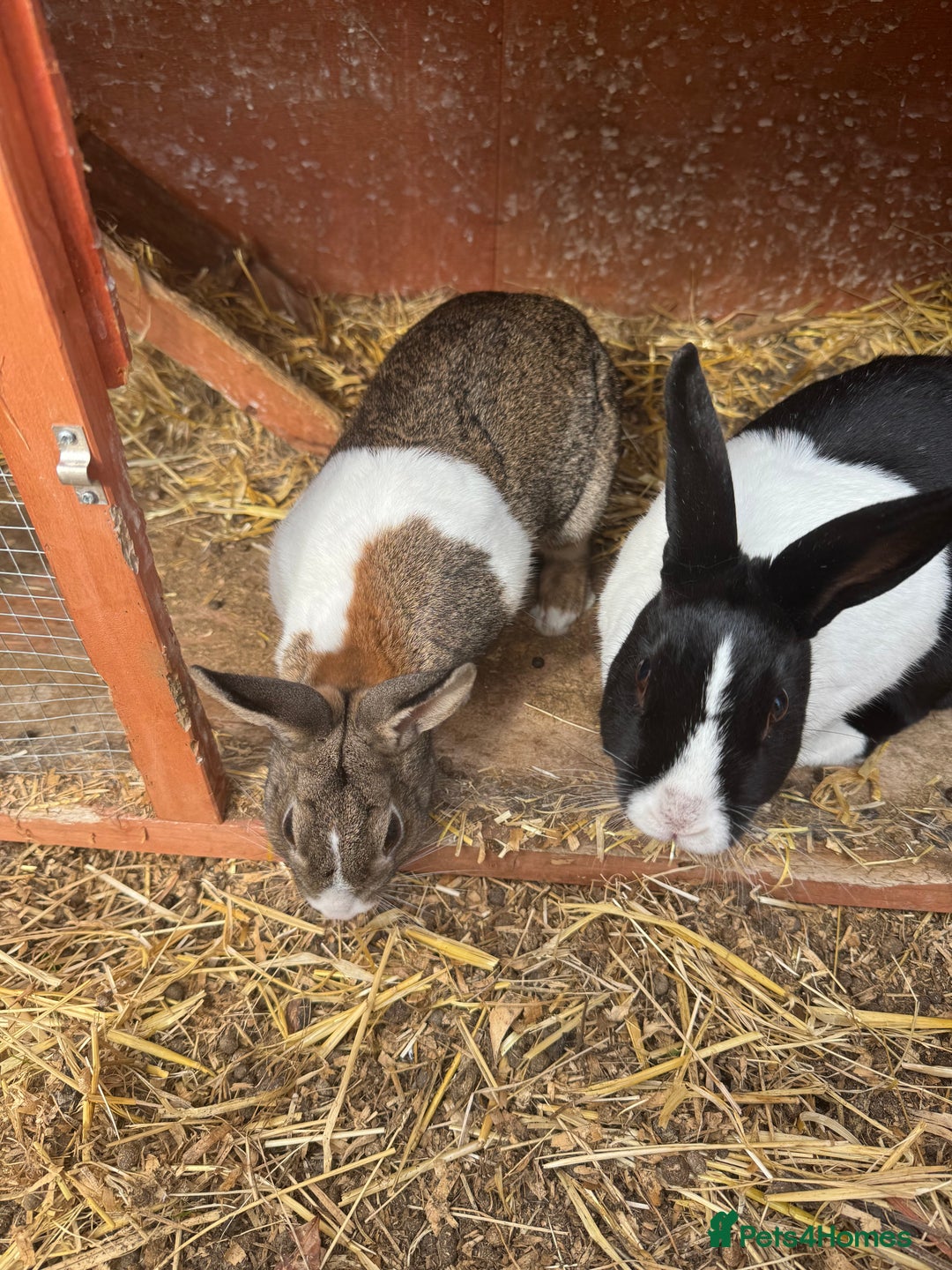 Mixed Breed rabbits for sale: Rabbit rescue  in Diss - Image 11