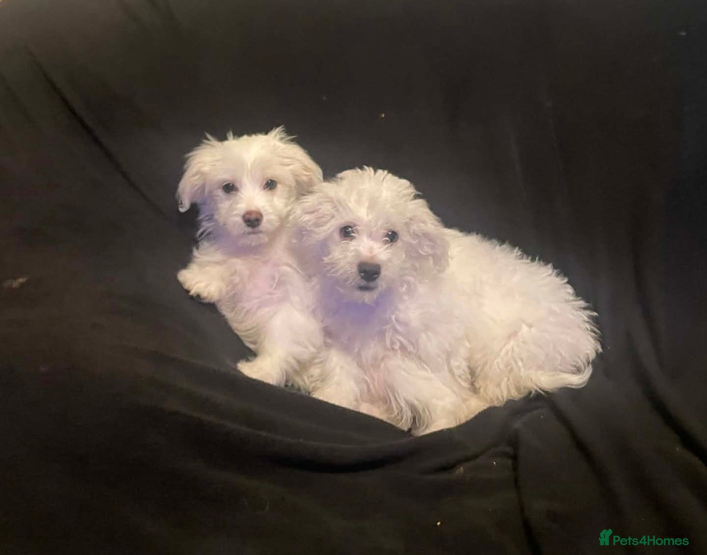 Maltese dogs Purebred Maltese Puppies Ready Now - Advert 5