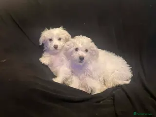 Maltese dogs Purebred Maltese Puppies Ready Now - Advert 5